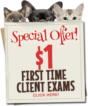 Special Offer! $1 First Time Client Exams. Click Here!