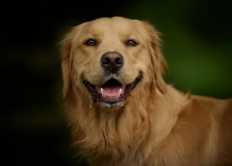 A Golden Retriever with a dark, blurred background.